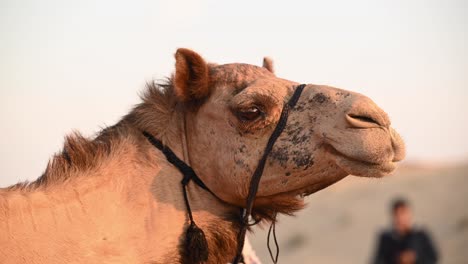 a close-up of a male camel, representing the concept of desert life in the arab world