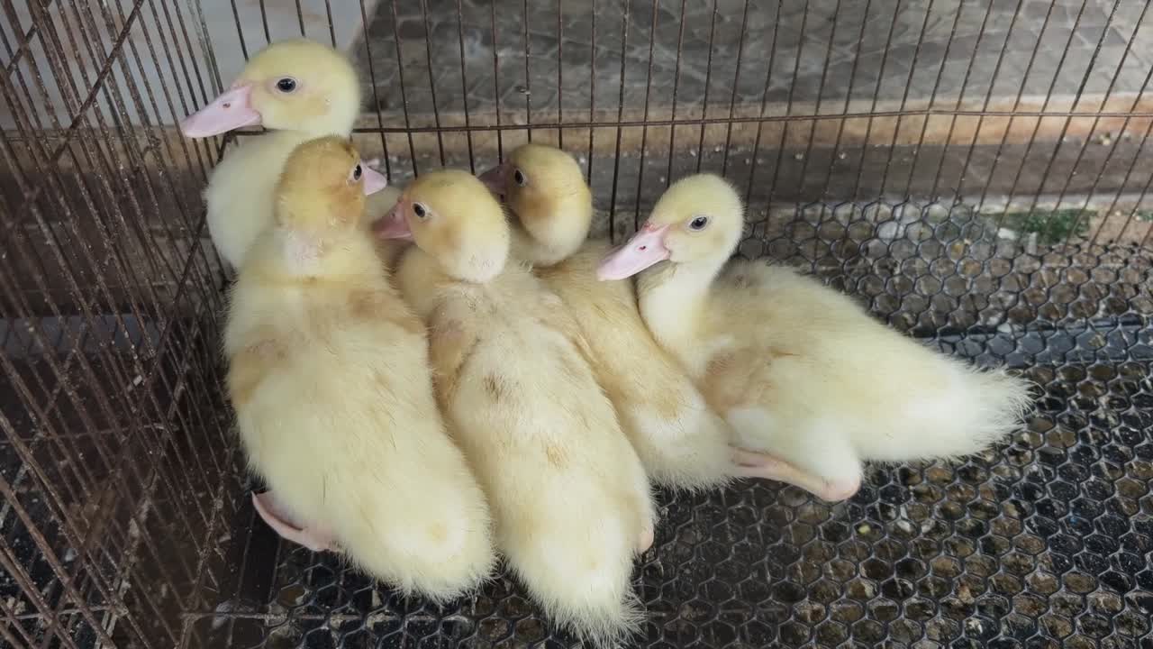 cinco patos bebés en una jaula