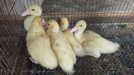 cinco patos bebés en una jaula