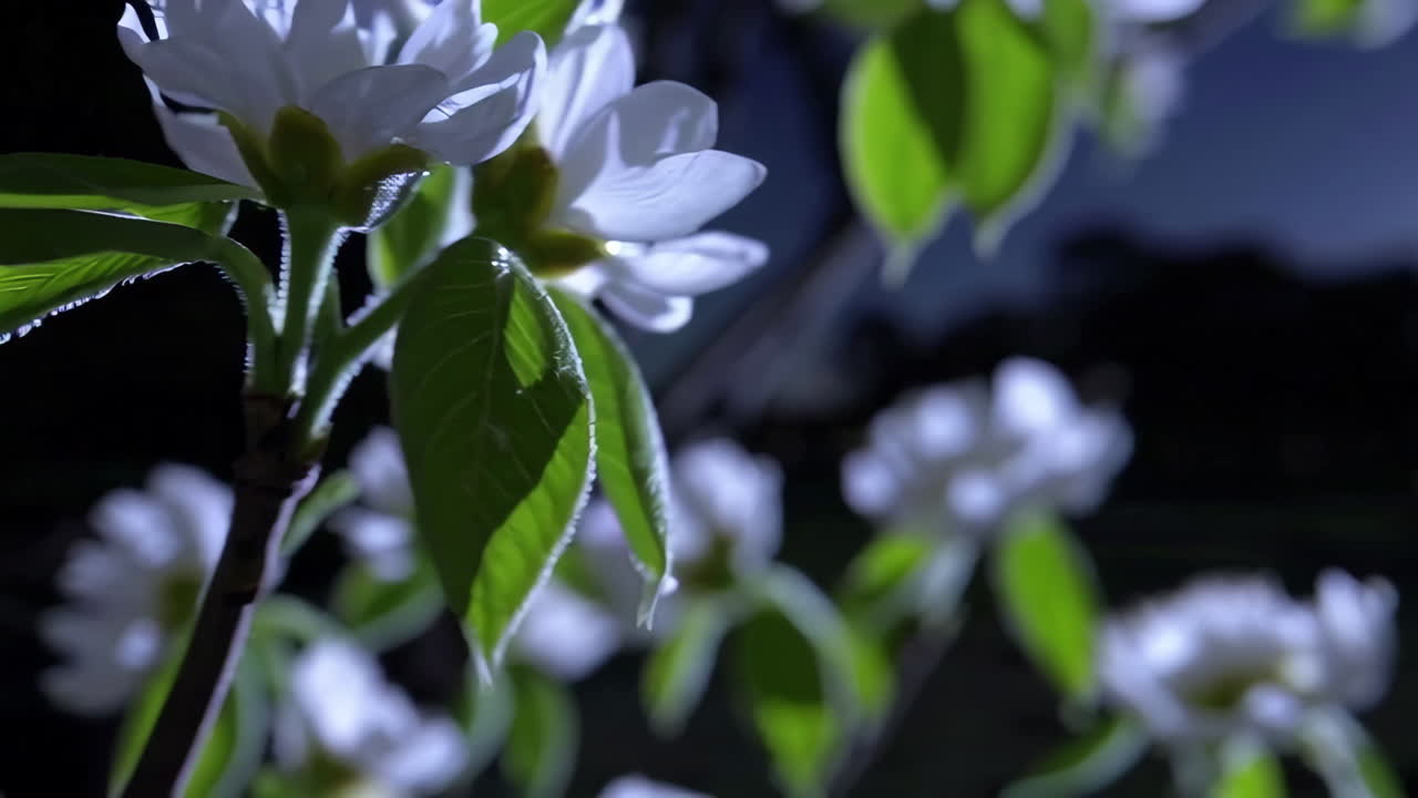 밤에 꽃이 피는  꽃