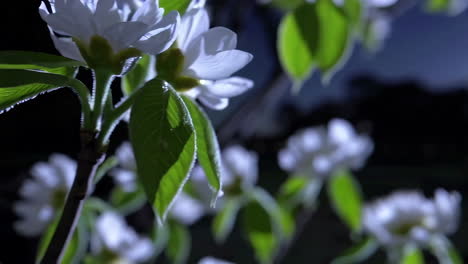 flores blancas que florecen por la noche
