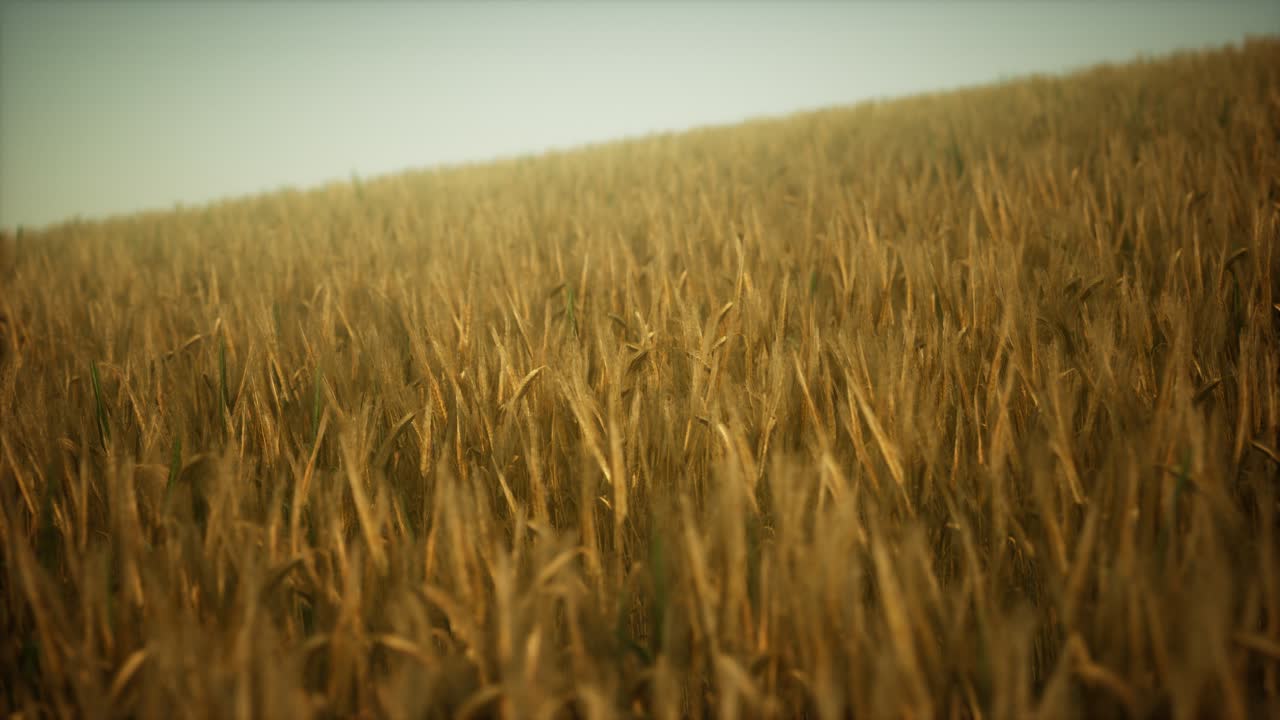 Ripe yellow rye field under beautiful summer sunset sky with clouds