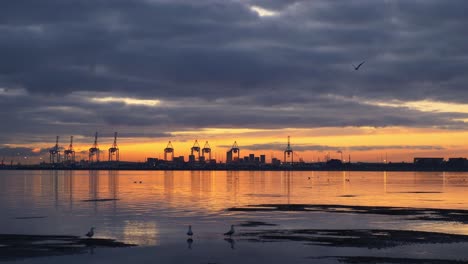 grúas industriales en el puerto de tauranga más allá del puerto de tauranga con gaviotas en la orilla durante un amanecer dorado en nueva zelanda