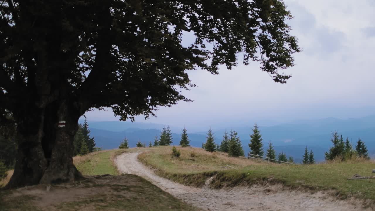 Natural landscape in the mountains. Big green tree on the blurred background of mountains in summer. Small path on the hill.