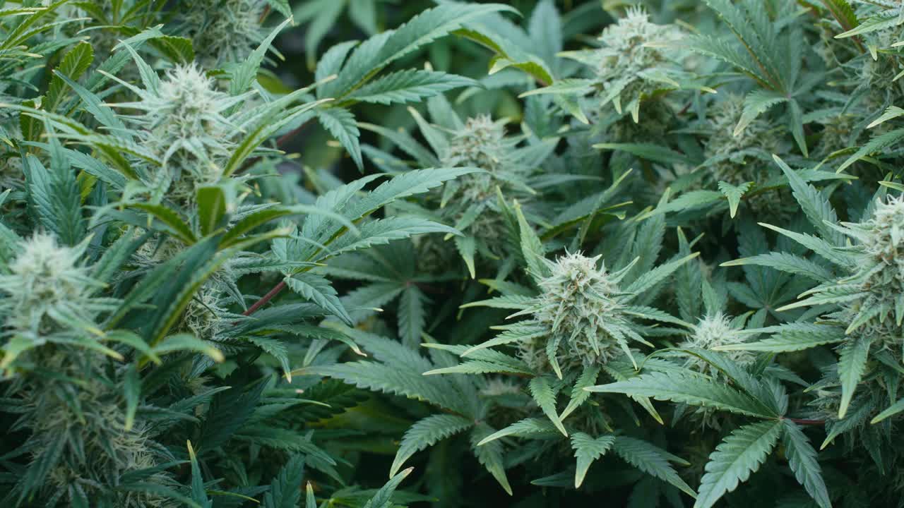 Cannabis Plants in Growth Stage