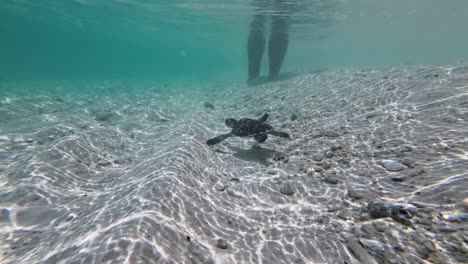 hawksbill sea turtle swims underwater and unexpected crosses between person feet, los roques