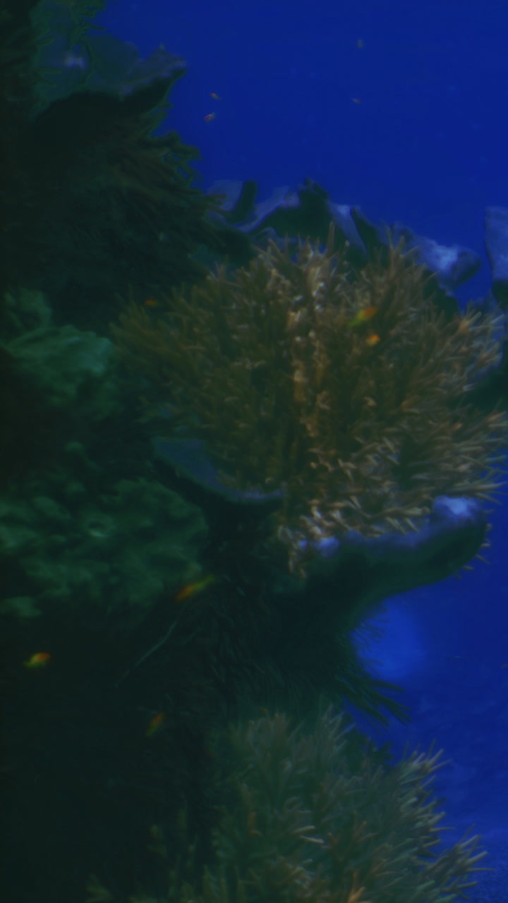 Colorful coral reef teeming with life beneath the ocean waves in daylight
