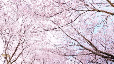 cherry blossom tunnel in full bloom "moving shooting, slow motion"