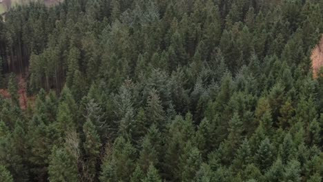 birdseye aerial view of green coniferous forest on cloudy autumn day, rogaland, norway