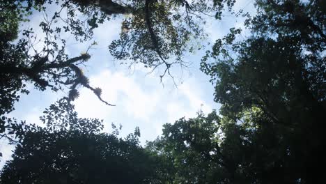 looking up at the sky in a rainforest in panama