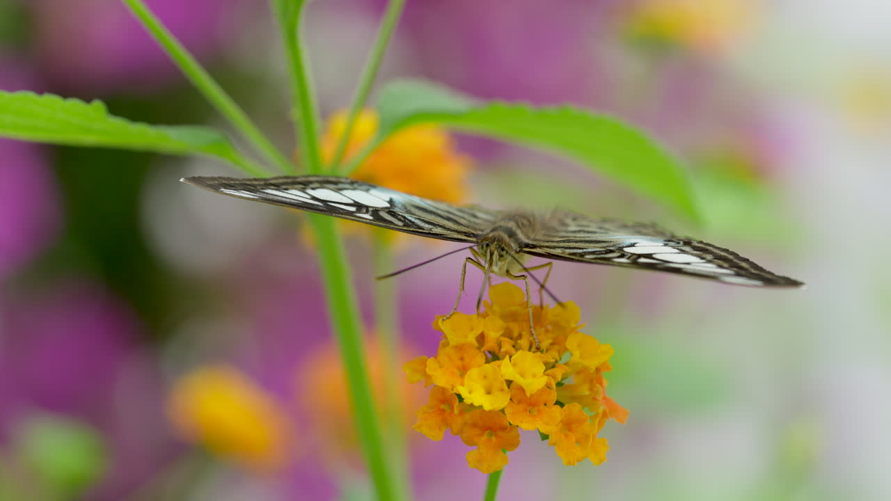 Bella farfalla che si nutre del nettare di un fiore al rallentatore, momento dell'impollinazione.