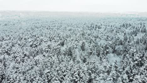 Aerial-view-of-a-frozen-forest-with-snow-covered-trees-in-winter