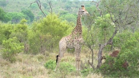 a giraffe strips eats the leaves off acacia trees, kruger, south africa giraffa camelopardalis giraffa