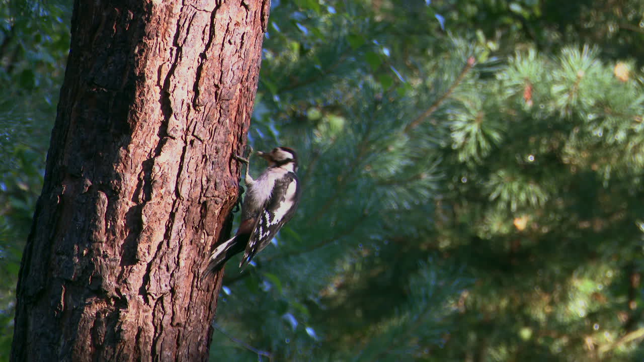 gran pájaro carpintero manchado juvenil comiendo insectos de un árbol