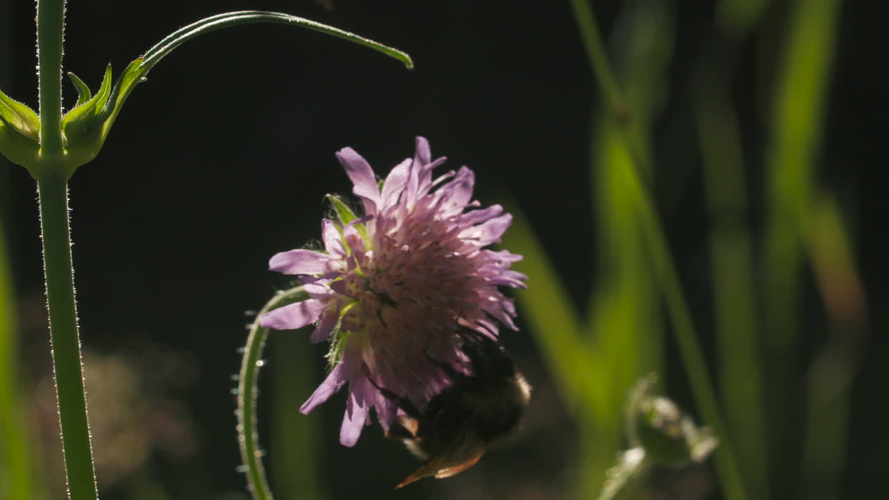 primer plano de un abejorro en una flor púrpura