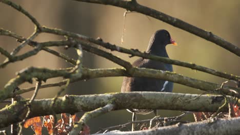 moorhen bird perched isolated in tree branches wild