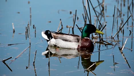 footage-of-single-mallard-duck-near-the-shore-of-a-lake