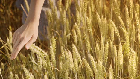 Bäuerin-Berührt-Im-Sommer-Weizenähren-Im-Feld.-Landwirtschaftskonzept