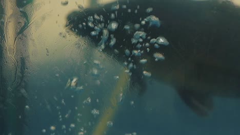 nubló la pared del acuario