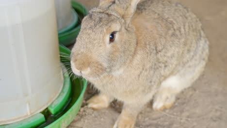Close-up-of-cute-rabbit-drinking-water-from-water-bowl,-handheld,-dolly-out
