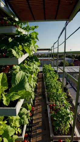 vertical rooftop garden with vegetables