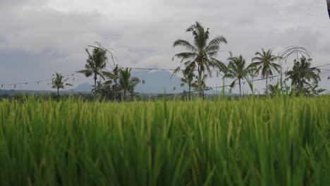 growing rice crops with palm trees and mountains in background