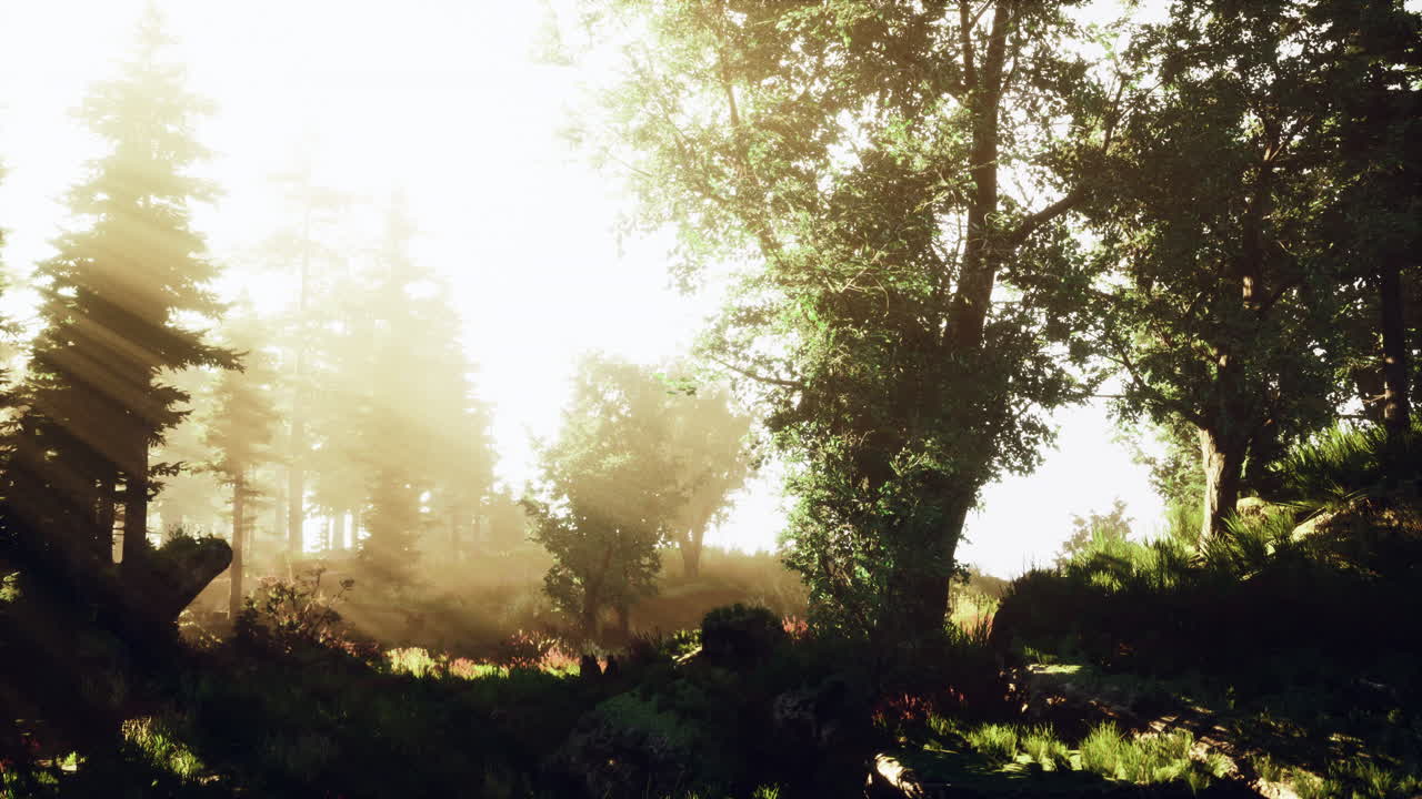 안개 낀 숲의 일출