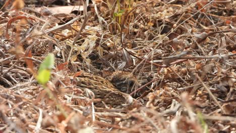 quail bird chick in grass