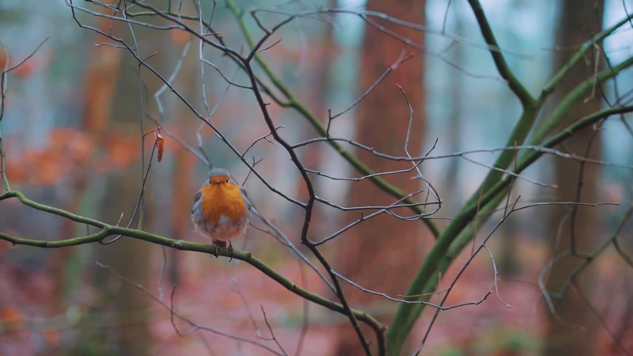 Pettirosso europeo posato su un ramo d'albero in un bosco in autunno.