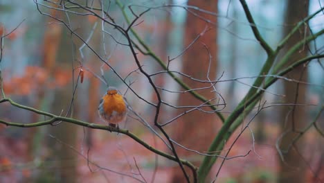 Europäisches-Rotkehlchen,-Das-Im-Herbst-Auf-Einem-Ast-In-Einem-Wald-Sitzt