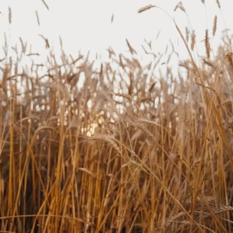 hands with bottles of beer clink against the background of a wheat field