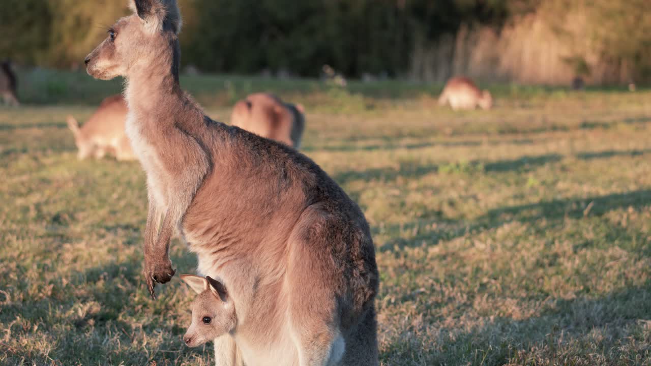 Adult kangaroo stands alert with joey in pouch on sunlit grassland, surrounded by grazing kangaroos. Warm, natural lighting and steady camera capture tranquil wildlife moment