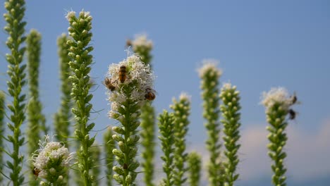 Close-up-of-wild-bees-collecting-nectar-of-exotic-flower-against-blue-sky-in-sun