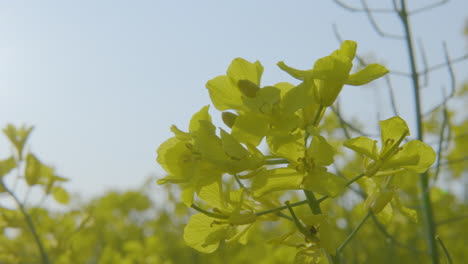 close-up view of vibrant yellow canola rapeseed flower, outline against sky