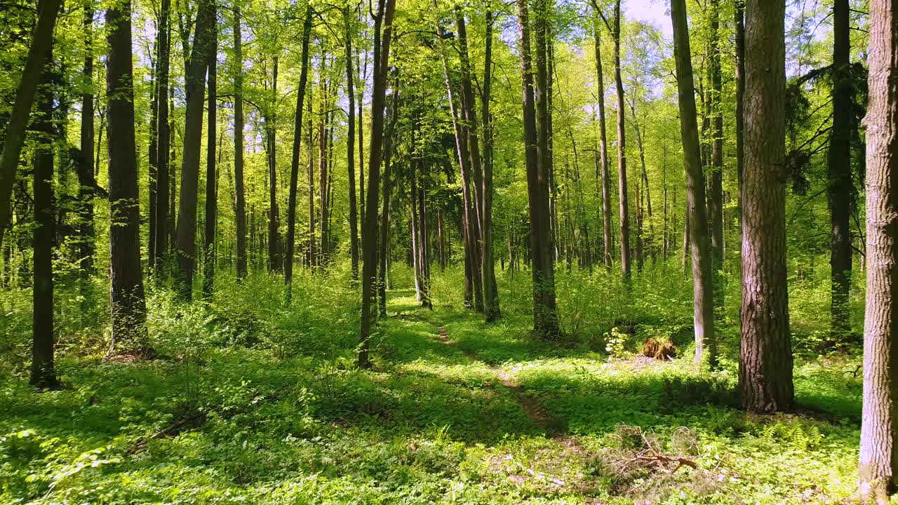 Volare tra gli alberi nella foresta primaverile