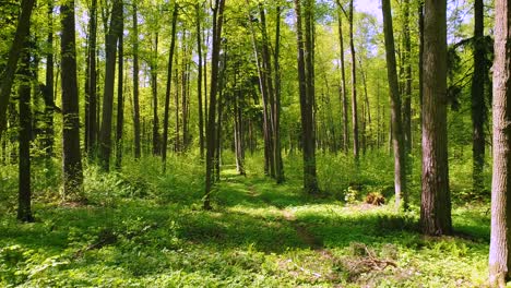 Volando-Entre-Los-árboles-En-El-Bosque-De-Primavera.