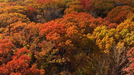 Vuelo-Bajo-De-Drones-4k-Sobre-árboles-De-Otoño-En-Un-Día-Soleado-De-Otoño