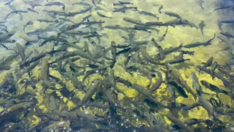 fillmore fish hatchery in fillmore, california