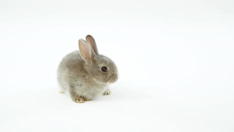 animación de confeti dorado cayendo sobre un pequeño y lindo conejo gris sobre un fondo blanco