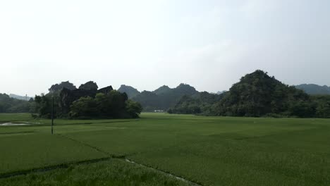 vietnamese rice paddy landscape with mountains