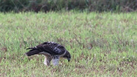 un halcón de cola roja comiendo su presa en un campo de hierba