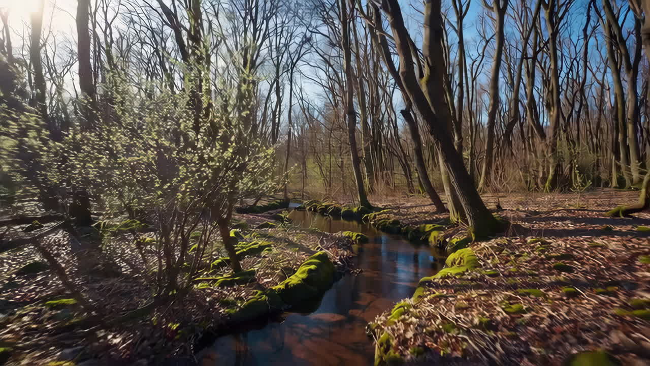 arroyo del bosque en primavera