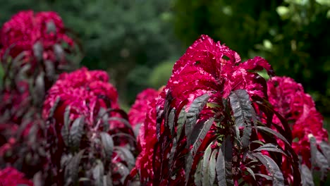 flores de amaranto rojo con follaje oscuro creciendo en un jardín soleado, creando una escena vibrante y colorida