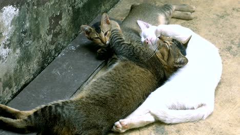 three adorable cat lying close together