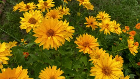 Beautiful-yellow-flower-field-with-colorful-blooming-flowers-during-wonderful-spring-day,close-up