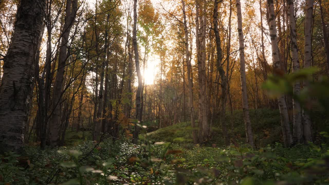 Golden light filters through the trees in a serene forest scene in Vestarelen, Norway