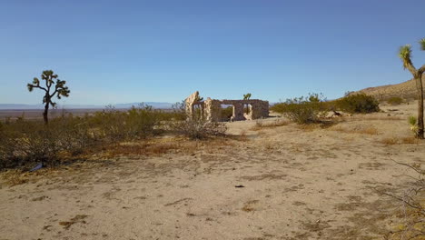 low aerial circling shot of joshua tree in desert on sunny day