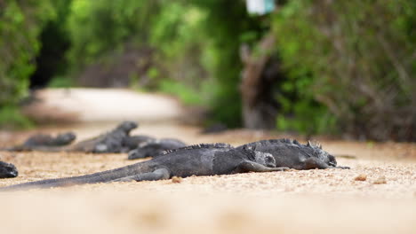 galapagos marine iguanas basking in middle of footpath beside charles darwin research station