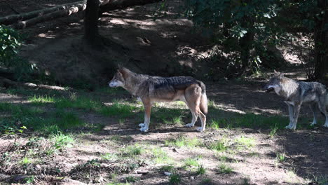 two european wolves stand motionless on the floor of a forest in the morning, zoo