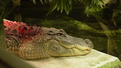 nile crocodile resting next to pond in reptile zoological park